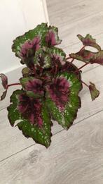 Kamerplant, Ophalen of Verzenden, Halfschaduw, Minder dan 100 cm