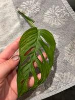 Philodendon adansonni gewortelde stek, monkey leaf stekken, Ophalen of Verzenden, Halfschaduw, Minder dan 100 cm