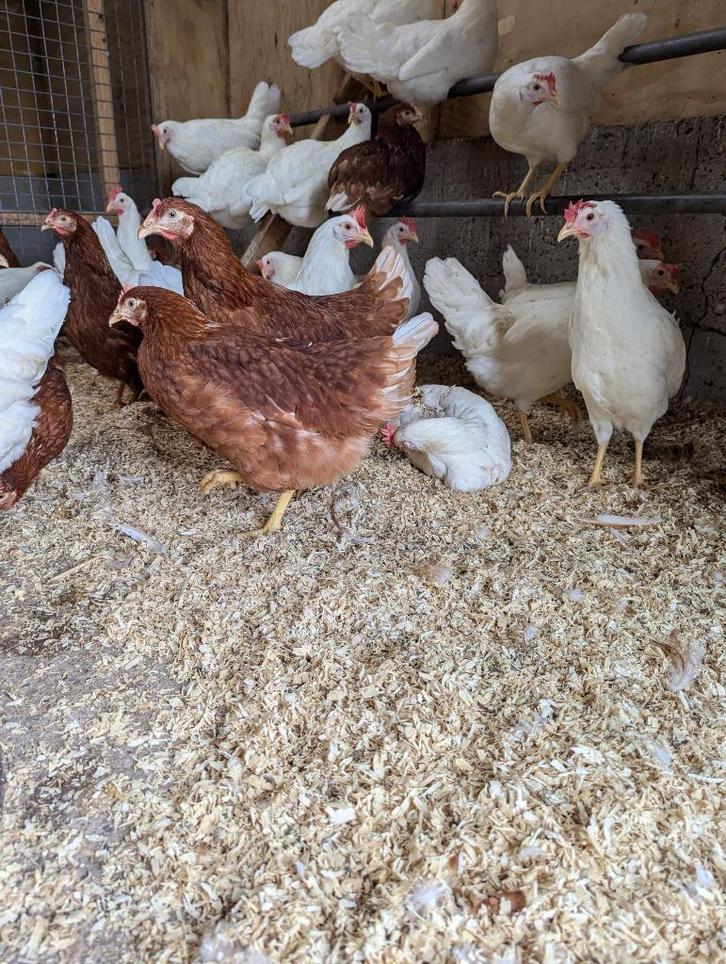 jonge legkippen, Dieren en Toebehoren, Pluimvee, Kip, Vrouwelijk