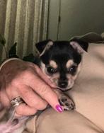 Chihuahua Kruizing peruaanse mini naakthond, Dieren en Toebehoren, Honden | Chihuahua's en Gezelschapshonden, Rabiës (hondsdolheid)