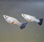 Raszuivere blue moscow guppen koppel 10€/ man 7€, Dieren en Toebehoren, Vis