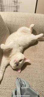 Te koop: Britse langhaar kruising kater, wit, 40 weken, Dieren en Toebehoren, Katten en Kittens | Raskatten | Korthaar, Kater