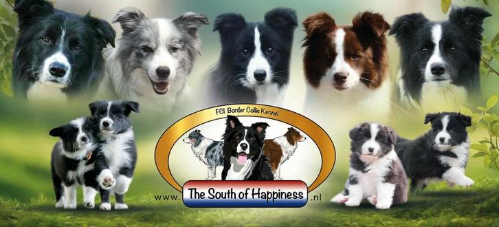 FCI Stamboom Border Collie Showlijn pups verwacht december, Dieren en Toebehoren, Honden | Herdershonden en Veedrijvers, Meerdere dieren