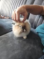 Nog 1 lief dwergkonijntje, Dieren en Toebehoren, Konijnen, Mannelijk, Dwerg, 0 tot 2 jaar