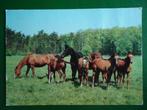 (711) Dierenkaart: PAARDEN, Verzamelen, Ansichtkaarten | Dieren, Verzenden, Gelopen, Paard