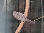 Mooie parkieten te koop, Dieren en Toebehoren, Vogels | Overige Vogels, Meerdere dieren, Geringd