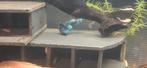 Actie 5 halen 4 betalen Raszuivere blue moscow guppen, Dieren en Toebehoren, Vis