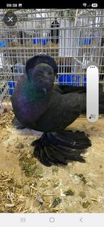 Takla demkeş, Dieren en Toebehoren