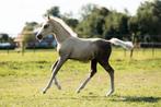 Prachtige WBPR Hengstveulen, Dieren en Toebehoren, Pony's, Hengst, 0 tot 2 jaar