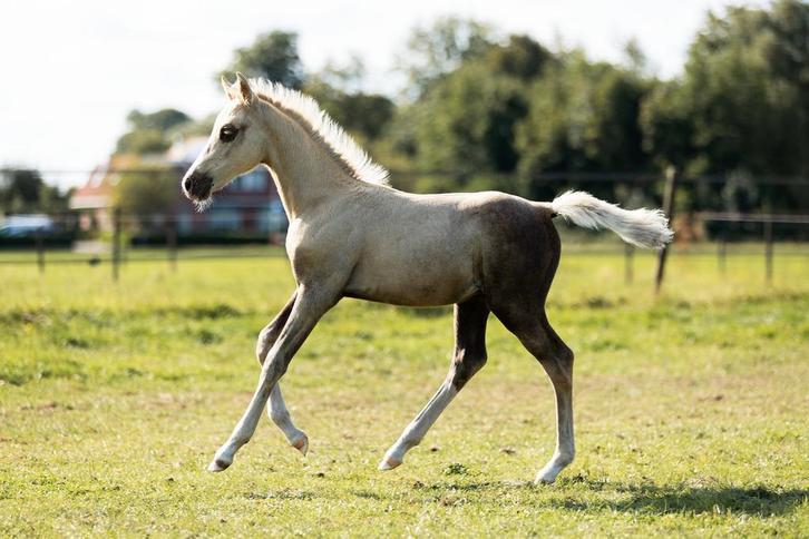 Prachtige WBPR Hengstveulen, Dieren en Toebehoren, Pony's, Hengst, 0 tot 2 jaar