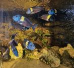 F1 Tropheus Duboisi Maswa 3/4cm per 10x€70/20x€130 op=op, Dieren en Toebehoren, Vis, Zoetwatervis, Schoolvis