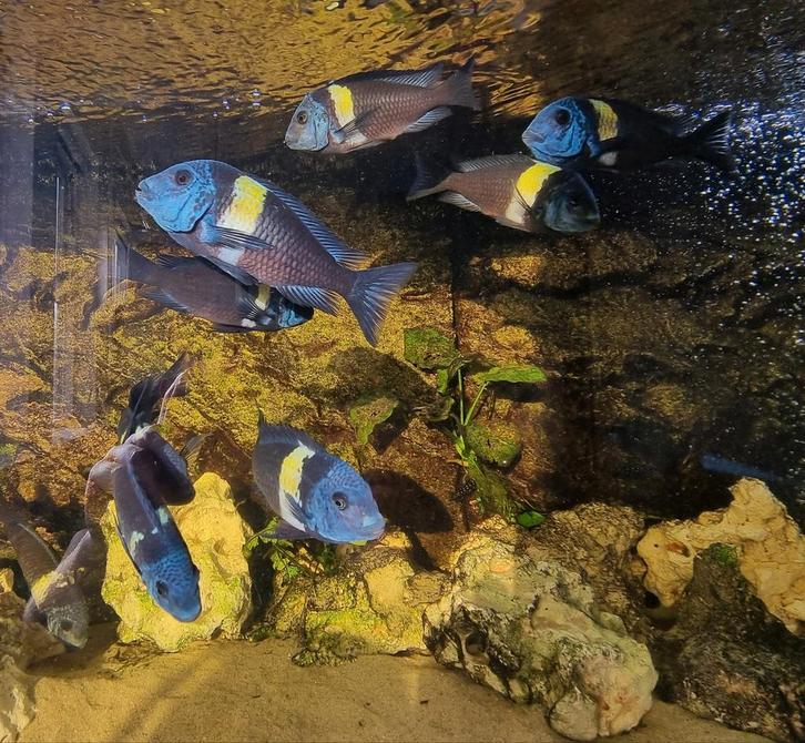 F1 Tropheus Duboisi Maswa 3/4cm per 10x€70/20x€130 op=op, Dieren en Toebehoren, Vissen | Aquariumvissen, Zoetwatervis, Vis, Schoolvis
