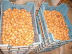 20 kg. verse 2025 kleine walnoten 2,50 euro per kg., Ophalen