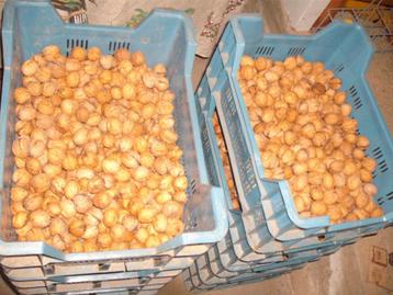 20 kg. verse 2025 kleine walnoten 2,50 euro per kg. beschikbaar voor biedingen