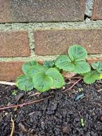 Aardbeien planten biologisch doordragers, Ophalen, Minder dan 100 cm, Overige soorten, Lente