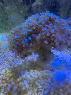 Hamer koraal, Overige typen