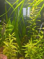 Vallisneria gigantea, Dieren en Toebehoren, Vissen | Aquaria en Toebehoren, Ophalen, Nieuw, Plant(en), Steen of Hout