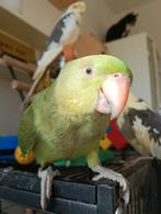 Halsbandparkiet pop, Dieren en Toebehoren, Vogels | Parkieten en Papegaaien, Vrouwelijk, Parkiet, Geringd