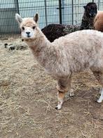Te koop alpaca merrie, Dieren en Toebehoren, Overige Dieren, Juni, Vrouwelijk