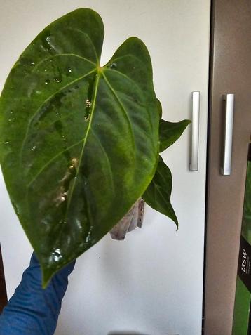 Anthurium Fantasy (besseae aff x dressleri) beschikbaar voor biedingen