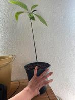 Avocado plant in 20 cm pot, Huis en Inrichting, Kamerplanten, Ophalen, Fruitplant, Halfschaduw, Minder dan 100 cm