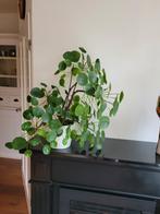 In prijs verlaagd  Mooie. Pannenkoekplant groot 70x70 cm, Huis en Inrichting, Kamerplanten, Ophalen, Overige soorten, Minder dan 100 cm