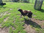 Te koop 2 beste bonte schapenbokken geb mrt / april 25, Dieren en Toebehoren, Schapen, Geiten en Varkens, Mannelijk, Schaap
