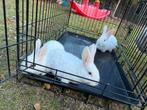 Rabbits, Dieren en Toebehoren, Mannelijk, Groot, 0 tot 2 jaar