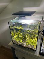 Superfish cubiq 30, Dieren en Toebehoren, Vissen | Aquaria en Toebehoren, Ophalen, Gebruikt, Gevuld zoetwateraquarium
