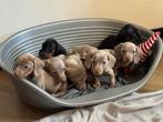 Teckel pups te koop, Dieren en Toebehoren, Parvo, 8 tot 15 weken, Korthaar, Dwerg