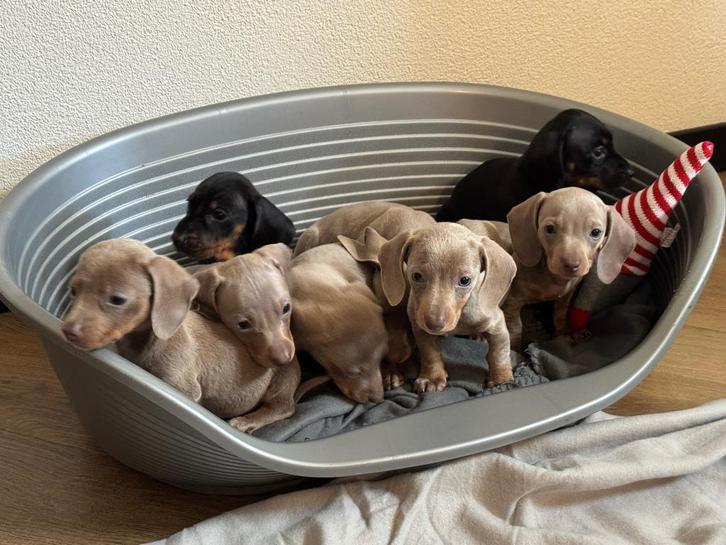 Teckel pups te koop, Dieren en Toebehoren, Honden | Teckels en Dashonden, Meerdere dieren, Korthaar, Dwerg, Particulier, Meerdere