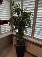 Ficus kunst kamerplant in pot - 150-200cm, Ophalen, Ficus, Halfschaduw, In pot
