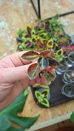 Pepperomia creme brulee 5,50, Overige soorten, Minder dan 100 cm, Bloeiende kamerplant, Halfschaduw