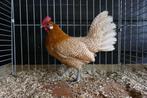 Broedeieren Fryske gielwietwyten Friese geelwitpel krielkip, Dieren en Toebehoren, Pluimvee, Geslacht onbekend, Kip