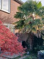 Japanse Es & Palmboom - Prachtige Tuinplanten!, Tuin en Terras, Planten | Bomen, Ophalen of Verzenden