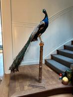 Opgezette blauwe Pauw op sokkel Taxidermie, Ophalen, Zo goed als nieuw, Vogel, Opgezet dier