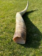 Decoratieve Grote Hoorn, Ophalen of Verzenden, Gebruikt, Wild dier, Gewei of Kop