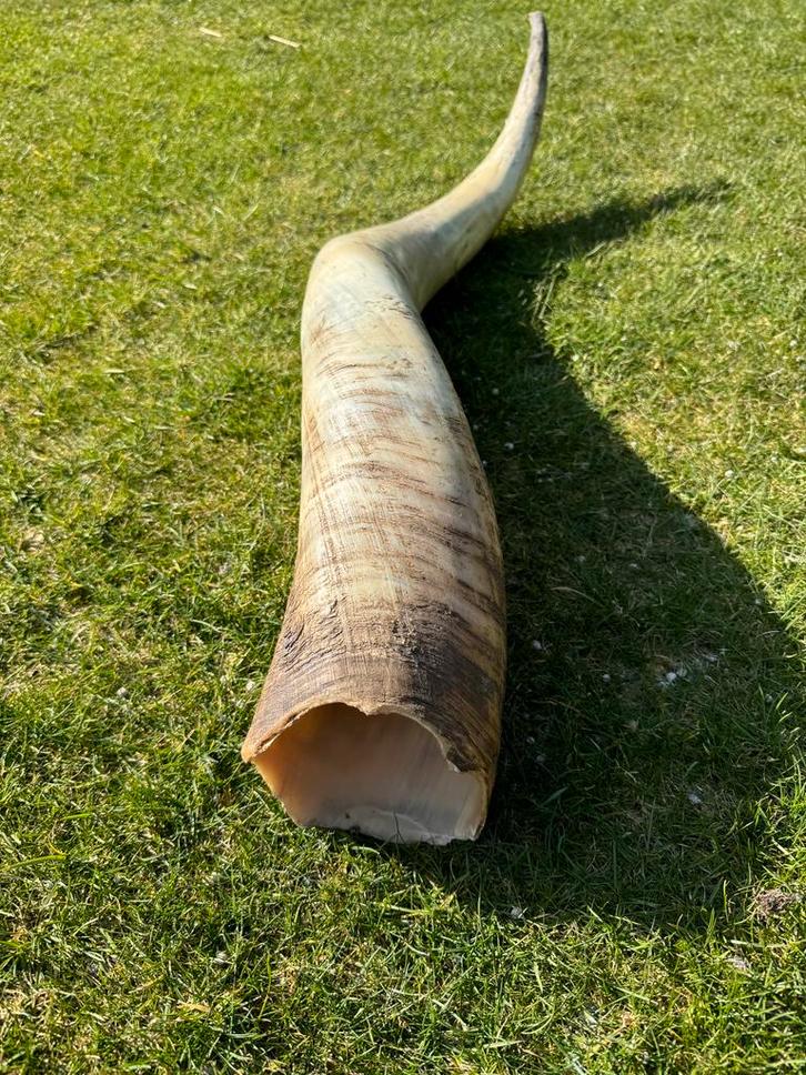 Decoratieve Grote Hoorn, Verzamelen, Dierenverzamelingen, Gebruikt, Gewei of Kop, Wild dier, Ophalen of Verzenden