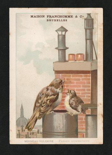 Huismus Mussen Passer Domesticus op Schoorstenen rond 1910. beschikbaar voor biedingen