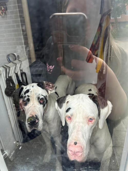 2 duitse doggen zoeken nieuw 5sterren huis!, Dieren en Toebehoren, Honden | Bulldogs, Pinschers en Molossers, Meerdere dieren