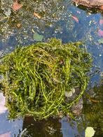 Zuurstofplanten, Ophalen, Zo goed als nieuw