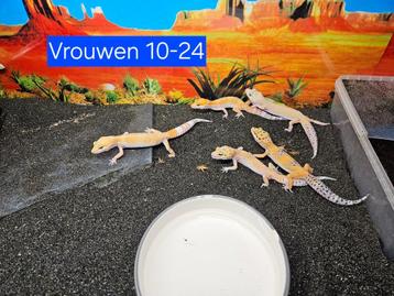 Eublepharis macularius Luipaardgekko's Vrouwen en Mannen beschikbaar voor biedingen