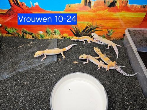 Eublepharis macularius Luipaardgekko's Vrouwen en Mannen, Dieren en Toebehoren, Reptielen en Amfibieën, Hagedis