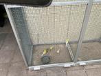 Waterslager Kanaries, Meerdere dieren