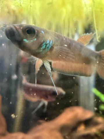 Wilde betta unimaculata “mini” mahakam beschikbaar voor biedingen
