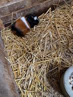 Cavia zeugje, Cavia, April, Vrouwelijk, Tam