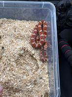 Pantherophis Guttatus nakweek 25, Dieren en Toebehoren, Reptielen en Amfibieën, Slang, 0 tot 2 jaar