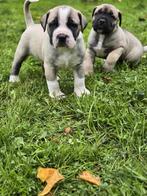 Ysterberg Mastiff's (boerboel) pups 5 reutjes 1 teefje, Dieren en Toebehoren, Rabiës (hondsdolheid), Overige rassen, 8 tot 15 weken