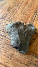 Fossiel Bot Fragment, Verzamelen, Ophalen of Verzenden, Fossiel