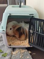 2 vrolijke cavia's zoeken een nieuw thuis, Dieren en Toebehoren, Knaagdieren, Cavia, December, Vrouwelijk, Tam